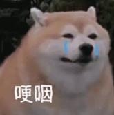 DƬ